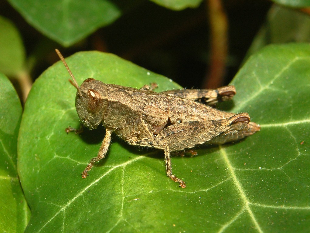 Piccole ali cresceranno - Pezotettix giornae